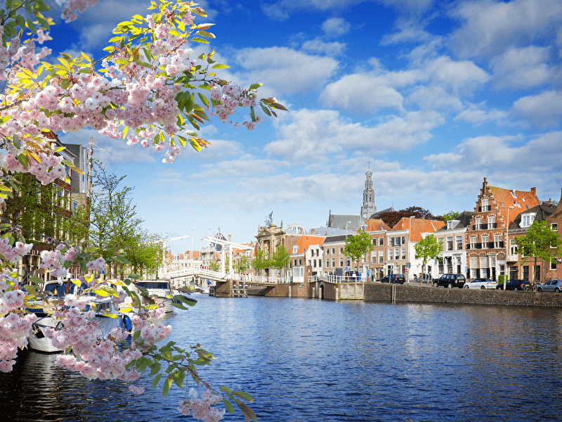 Lente in Haarlem met bloeiende kersenbloesem, grachten, historische gebouwen en de Grote Kerk op de achtergrond.